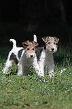 FOX TERRIER 174